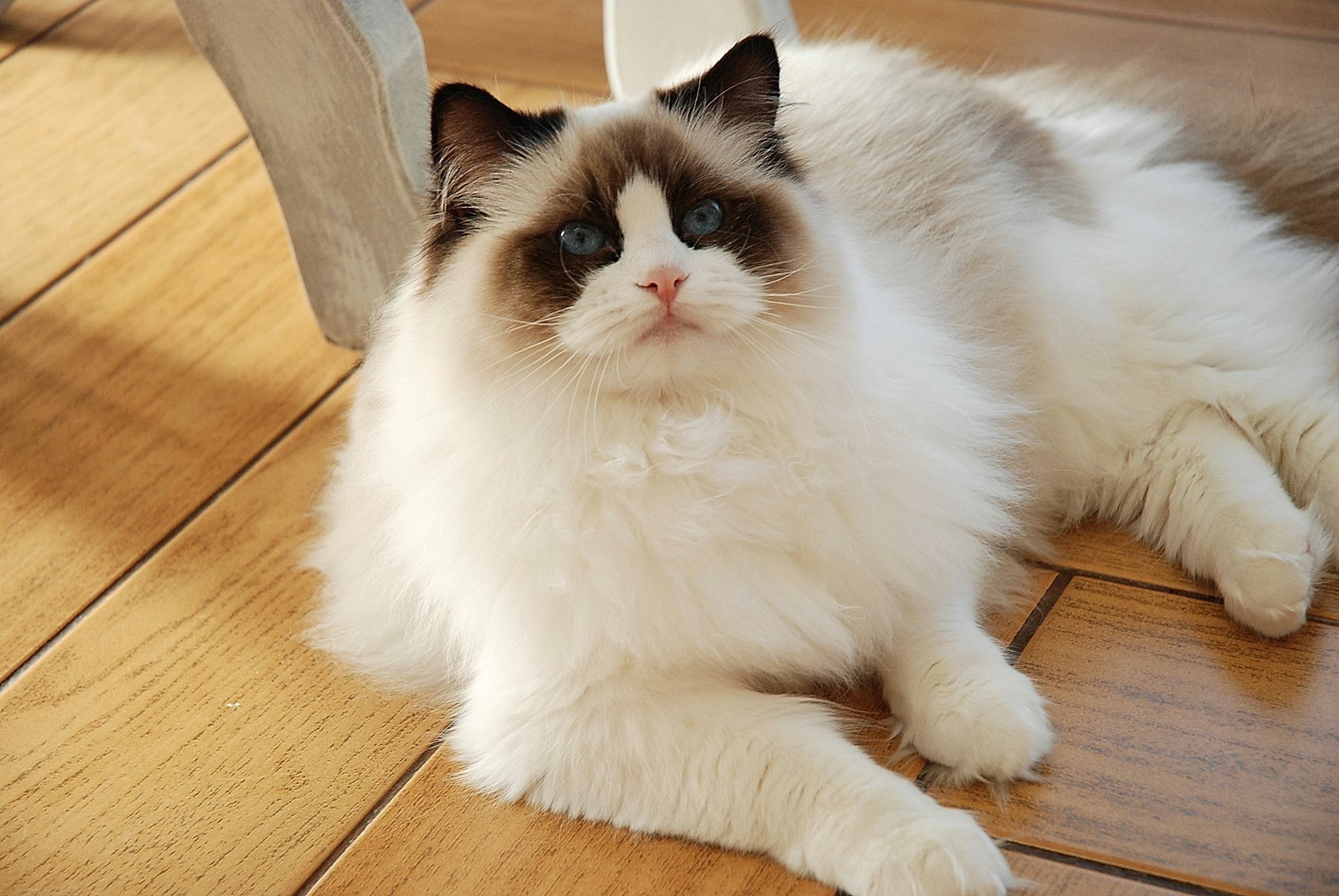 网友：以后我不会再养“布偶猫”了，原因有这几个