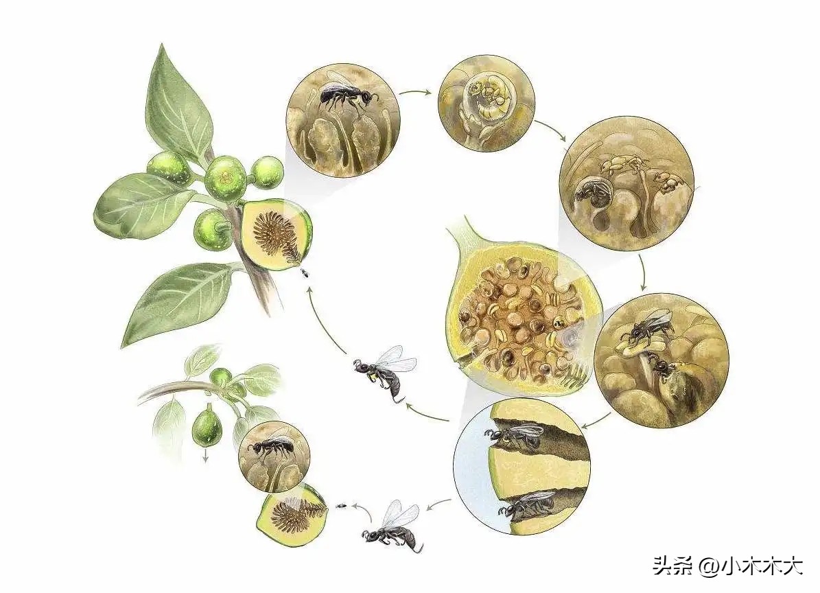 走进果实的世界我发现了什么,走进无花果的世界