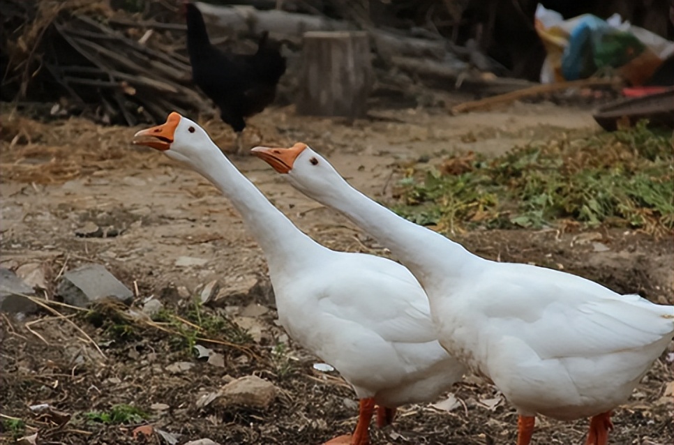 大鹅是杂食性动物吗,为什么鹅是素食性动物