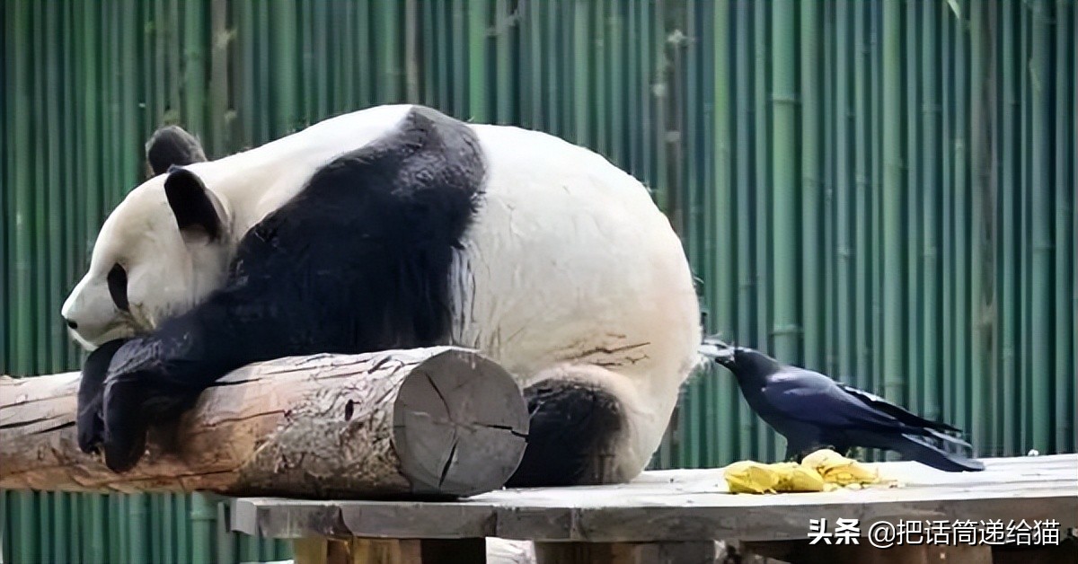 女孩救下一只差点被货车撞死的猫,小女孩救下乌鸦被夺走眼睛