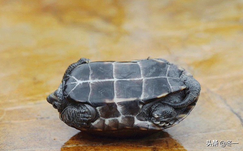 新手养龟的基本知识,入门养龟用什么龟缸