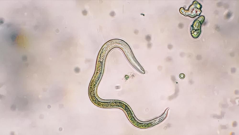 怀孕后养宠物的危害有哪些,孕早期养宠物有哪些危害