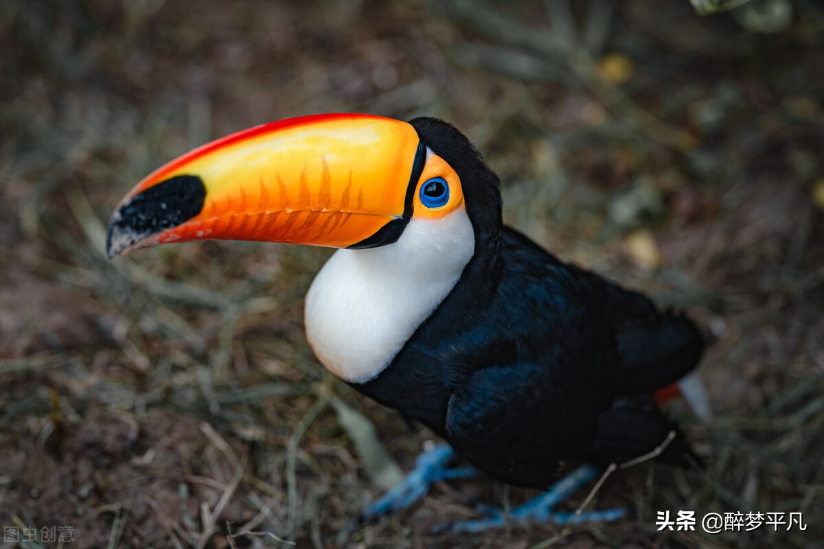 上海野生动物园70岁老人免票吗,上海野生动物园门票预订app
