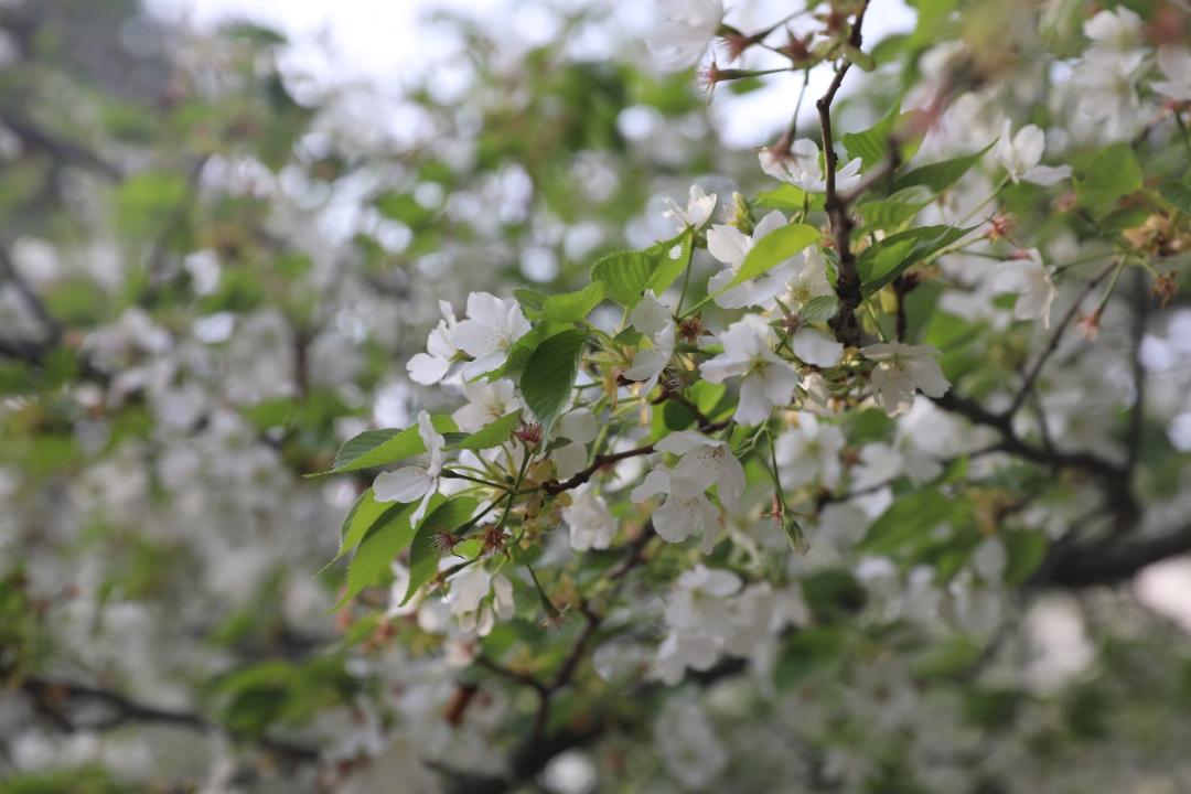 鐩哥害鍐滃ぇ,鐩歌仛浜戠鐩哥害鍐滃ぇ