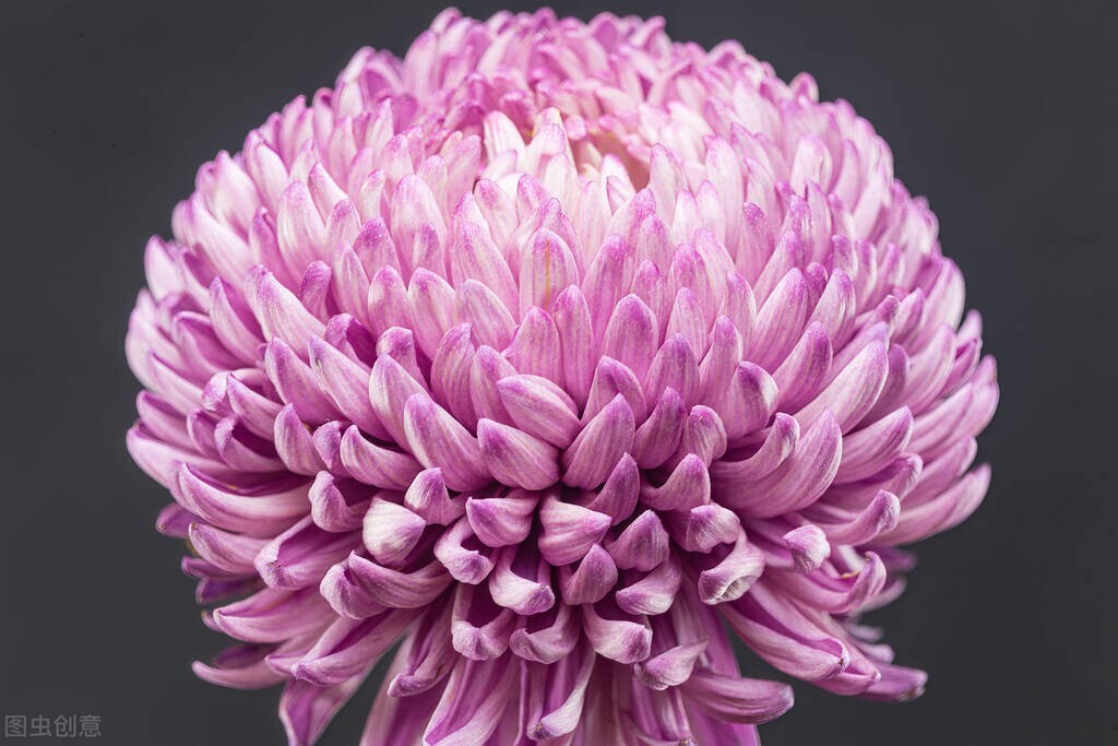 白玫瑰和菊花花语,菊花的花语是什么啊