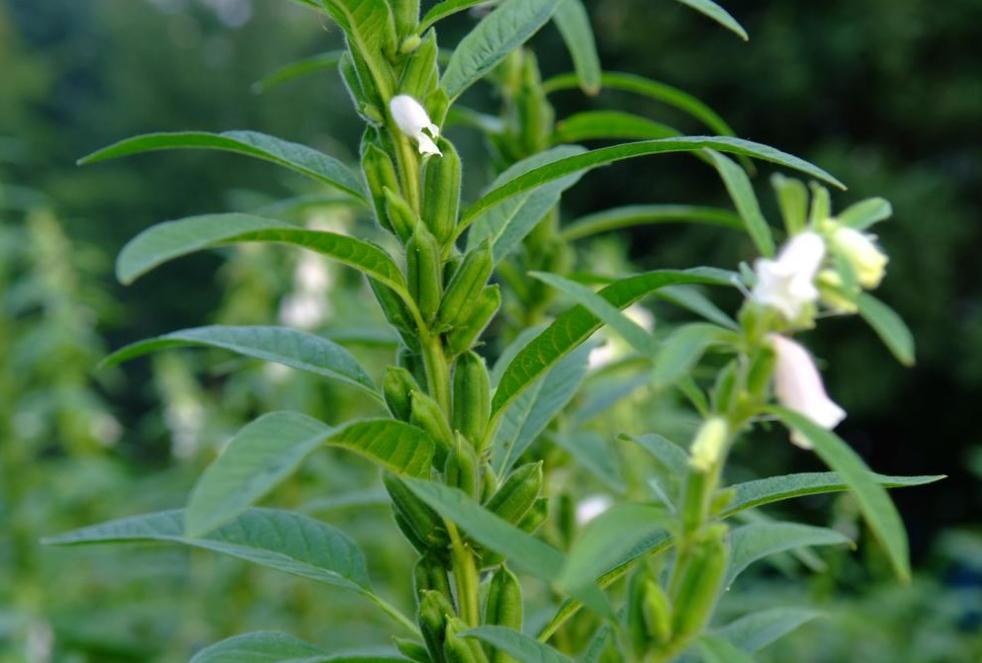 芝麻最早什么时候种,芝麻最早从哪里传入中国