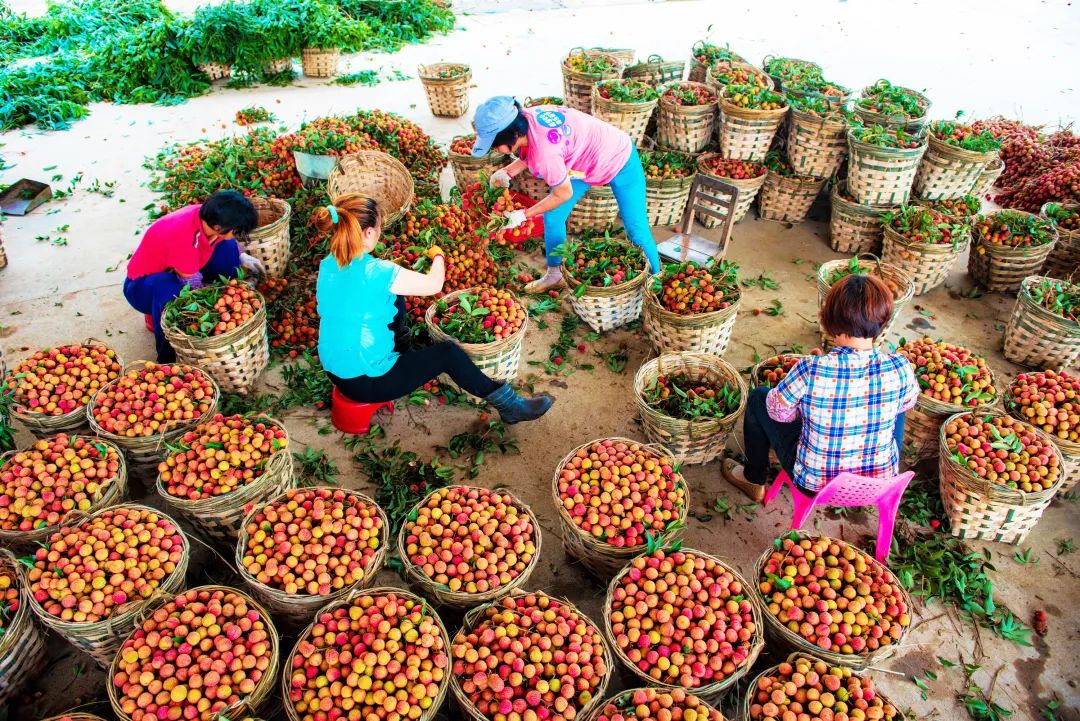 茂名借“荔”发力，做好“土特产”文章|南方杂志报道