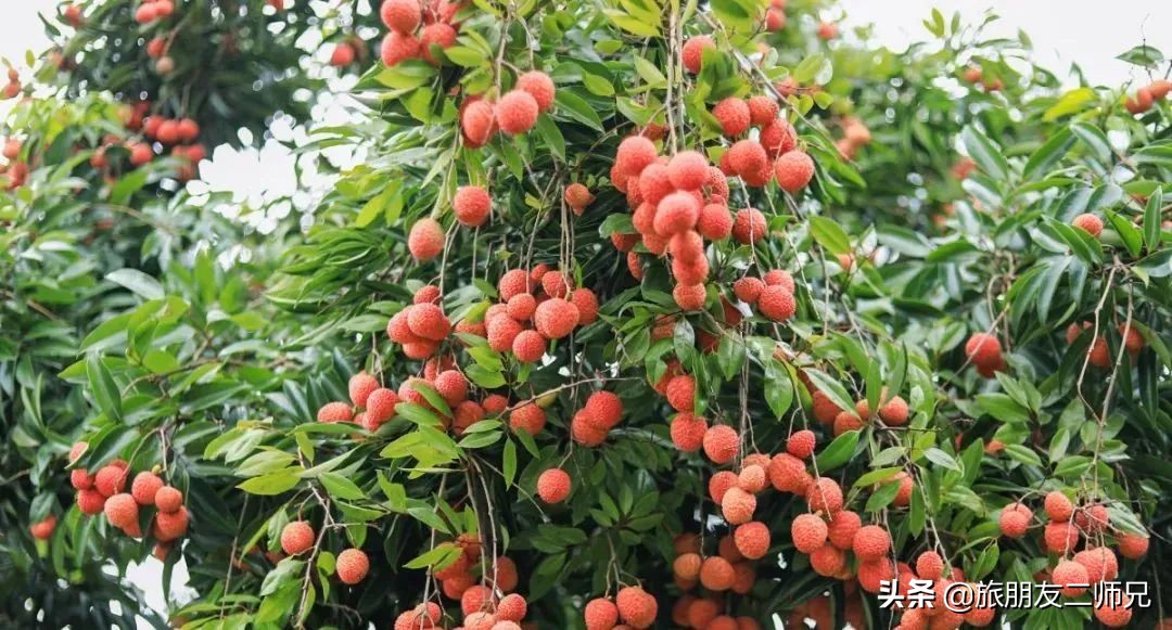 南平静修小镇凤溪玩水,南平静修小镇凤溪玩水区订票