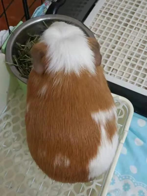 荷兰猪怀孕了之后会怎么办,荷兰猪流产暴瘦怎么办