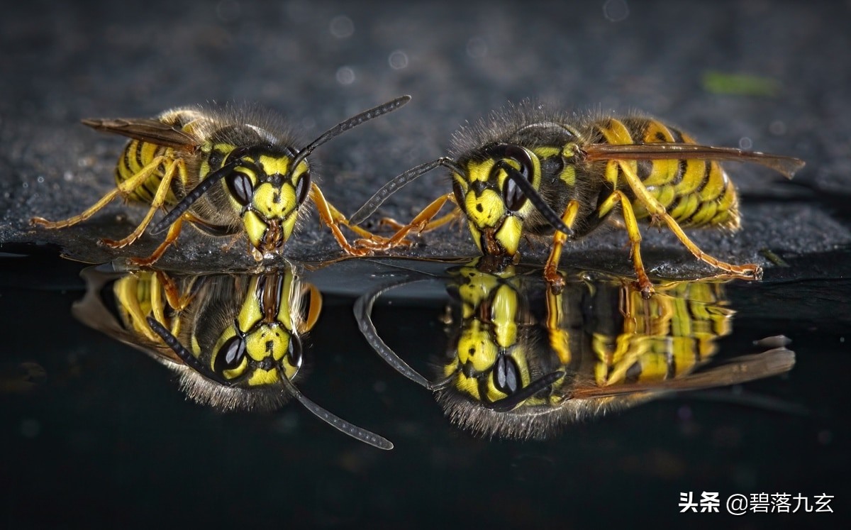 两只松鼠的爱：赢得2021年度特写摄影师挑战赛