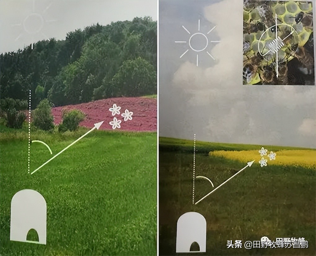 勤劳的小蜜蜂是怎么采蜜的,你见过蜜蜂采蜜的样子吗