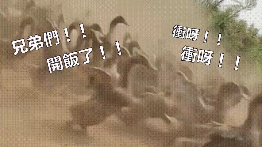 鸭：一鸭战四虎？弹射胜航母？鸭子的真相，也许超乎你的想象