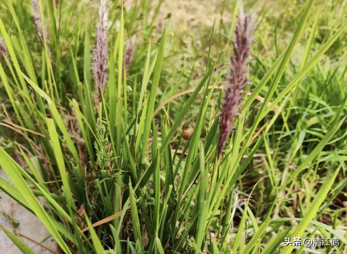怎样解决除草剂对树的危害,十大恶性杂草除草方案