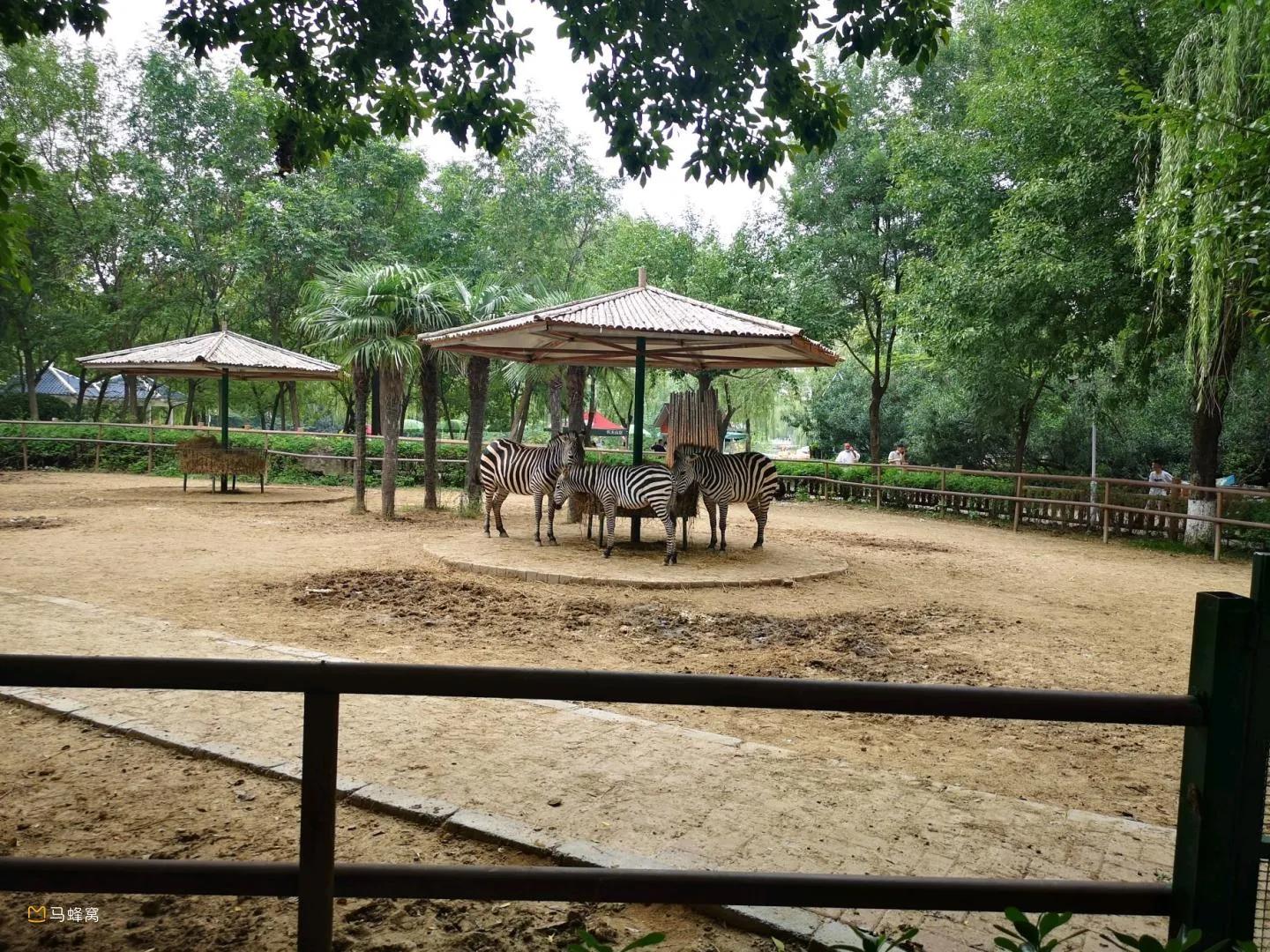 河南最大最好的动物园在哪,河南动物园十大排名平顶山动物园