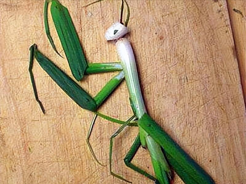 公螳螂被母螳螂吃掉什么感觉,公螳螂和母螳螂繁殖后被吃掉