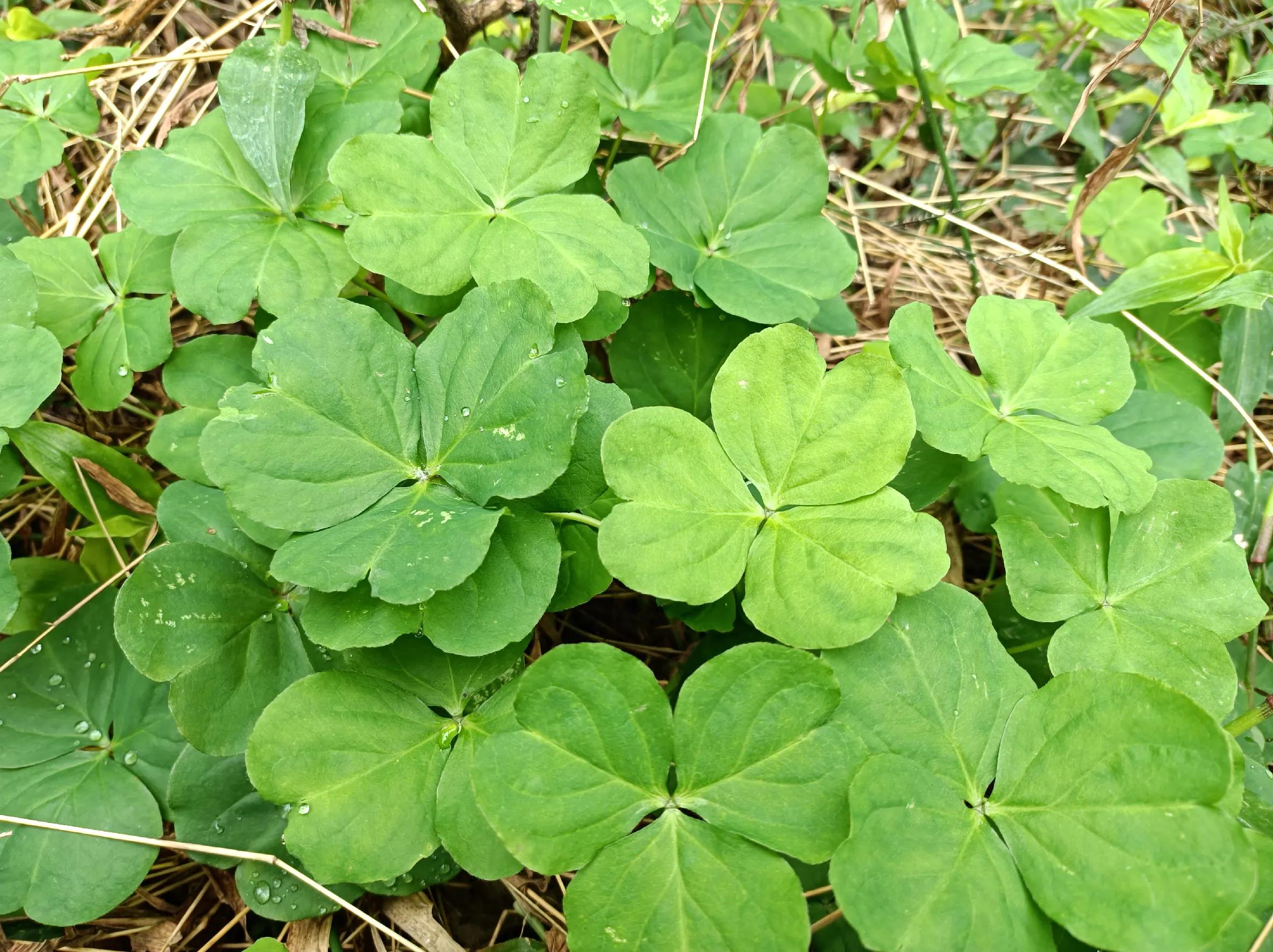 立春以后这种野菜要多吃,立春后的野菜大全