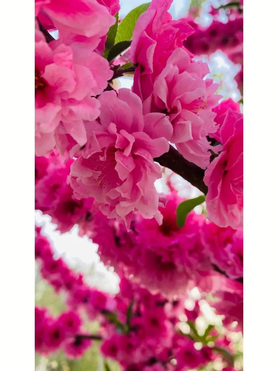 桃花运是艳遇还是恋爱,为什么桃花运叫桃花运