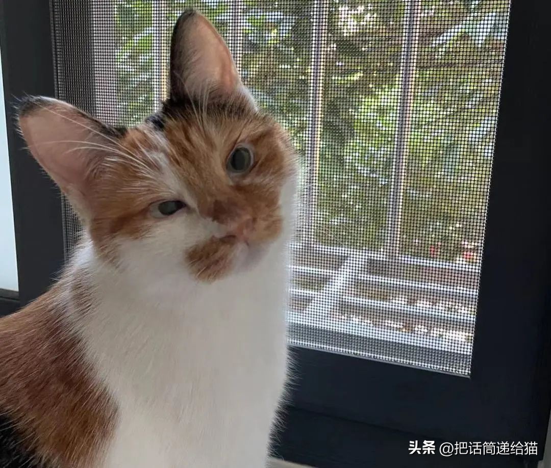 为什么猫咪养着养着就瘦了,猫咪为什么养着养着就发黄了