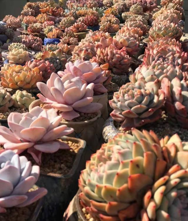 四川29岁太太养多肉从2楼爬到1楼,重庆一位太太屋顶养多肉成网红