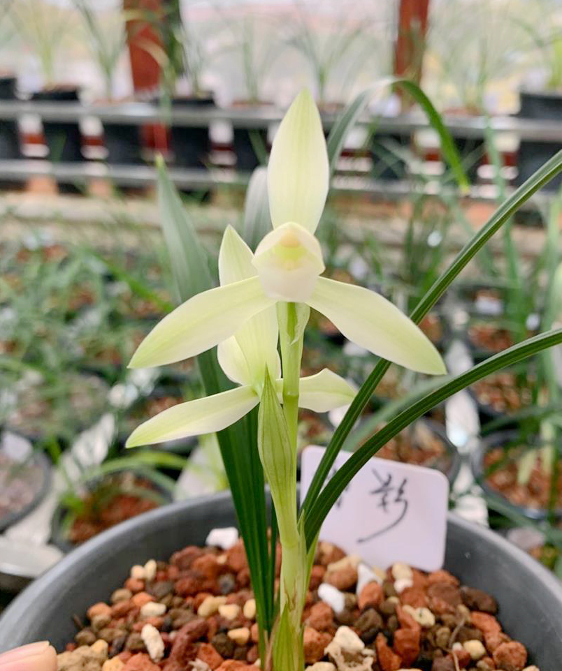 春兰名品雪影欣赏,春兰雪影和白雪公主哪个好