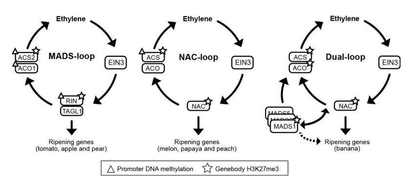 番茄果色偏黄怎么回事,番茄果实色泽评价