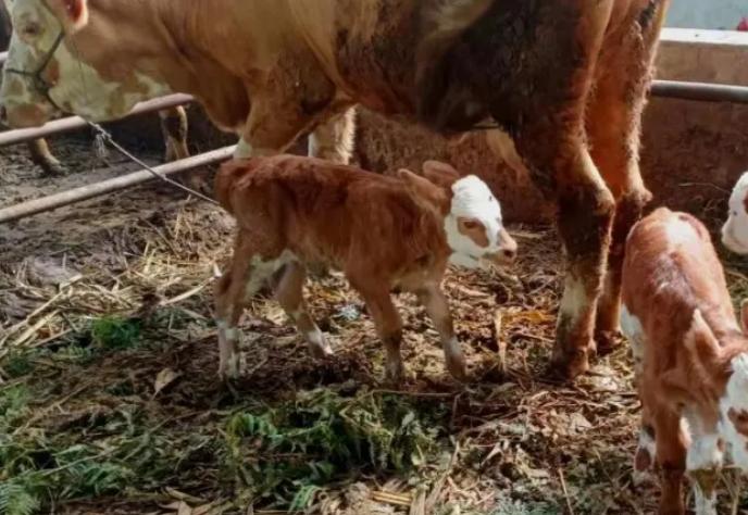 母牛产后瘫痪站不起来怎么治疗,母牛生产后站不起来怎么处理