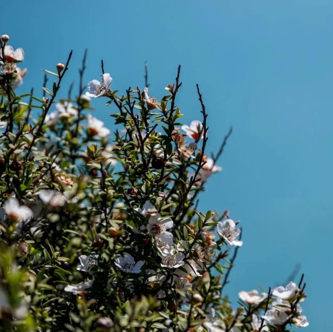 精油护肤的奥秘只有用了才知道,学会精油护肤绽放最自然的美