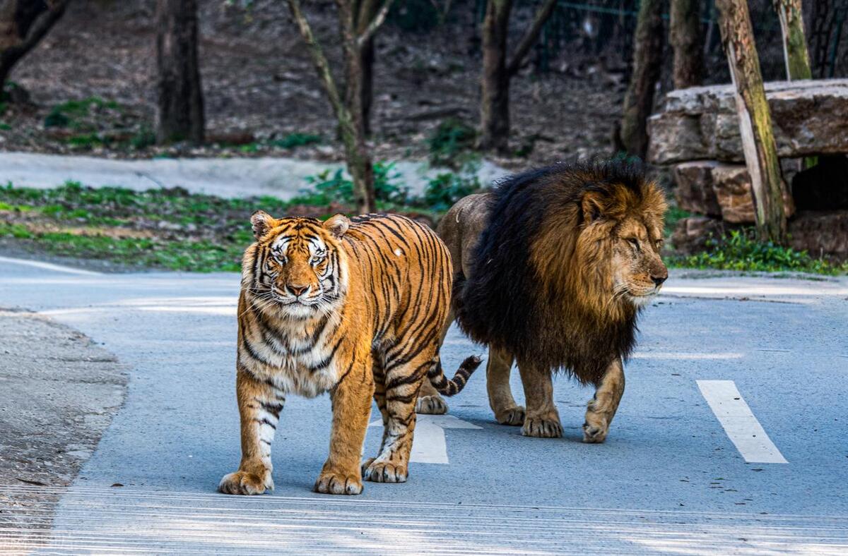 为什么有人认为老虎打不过狮子?非洲狮大战东北虎,究竟谁会赢?