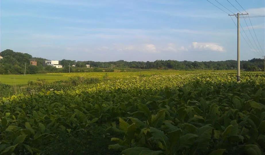 湖南宁乡道林镇,长沙市道林镇