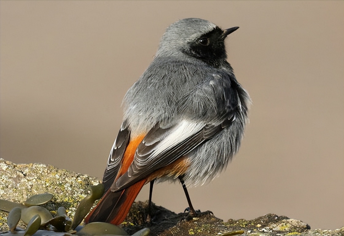 50张最佳鸟类摄影作品,鸟儿大全大图