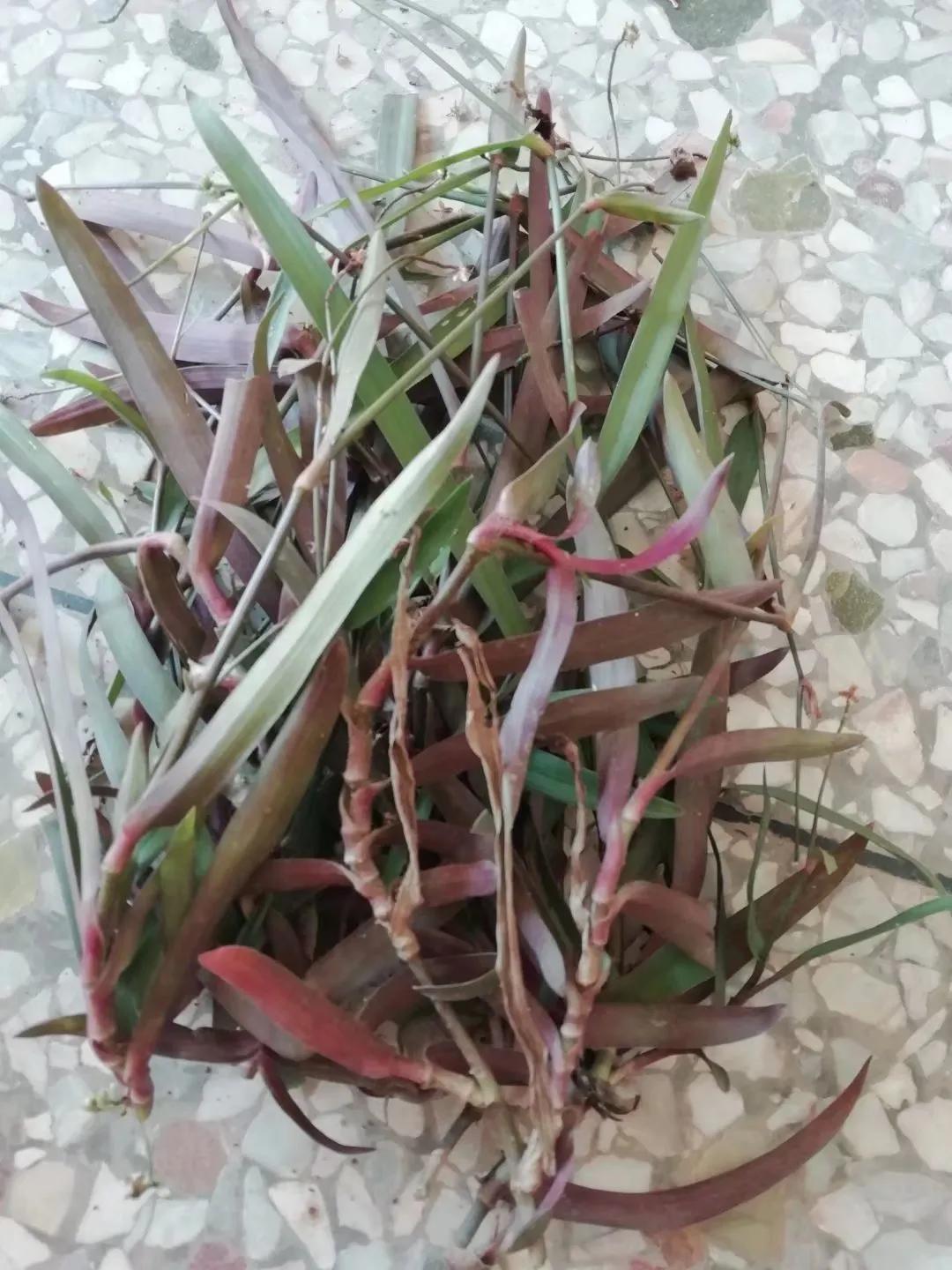 植物多样性的认识,怎么快速认识植物