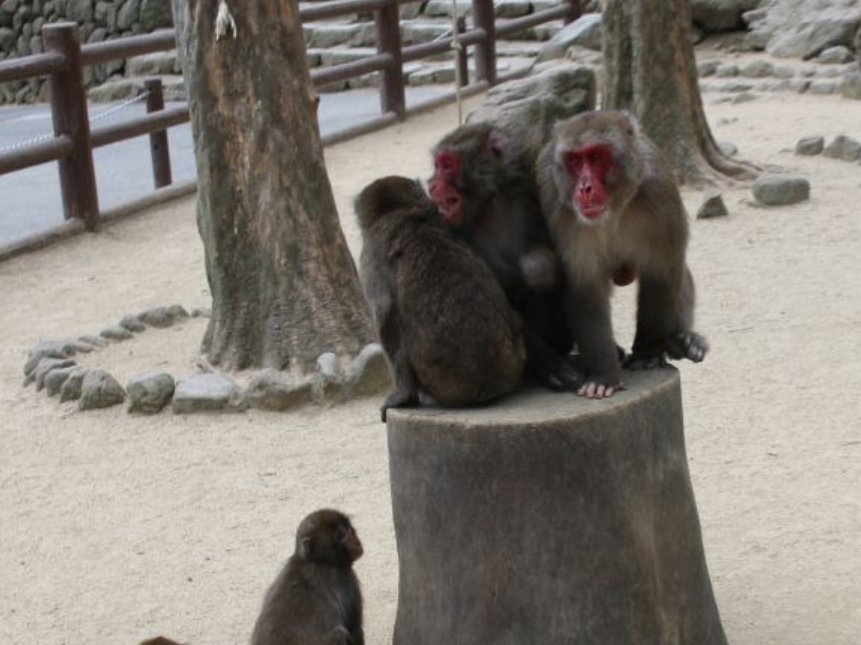 日本母猴称王,日本母猴王现状