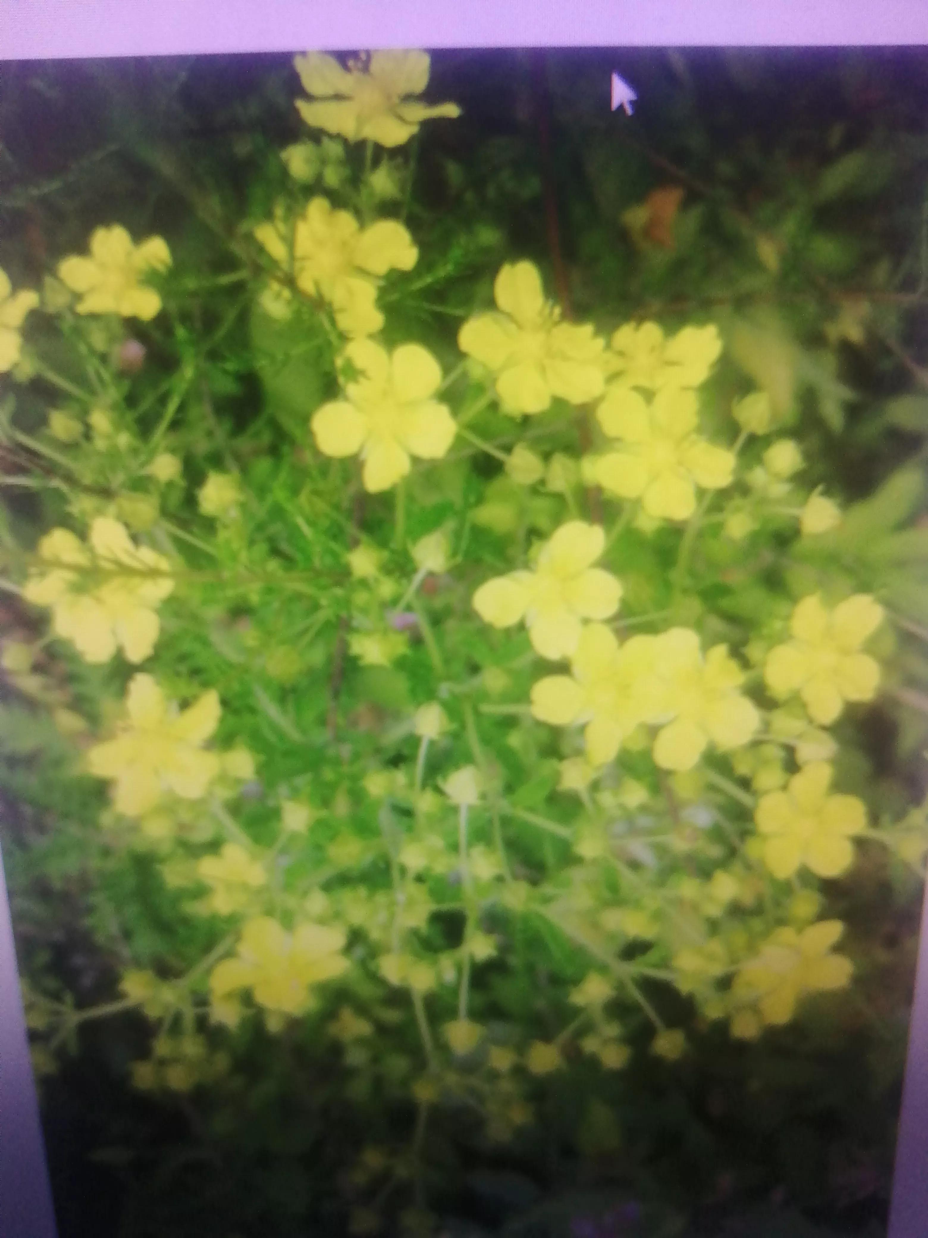 陕北山坡上的野花,黄土坡上的野花