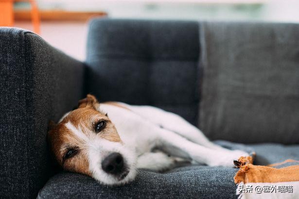 美国男子奸淫朋友家中怀孕母狗，朋友认为恶心但选择了原谅