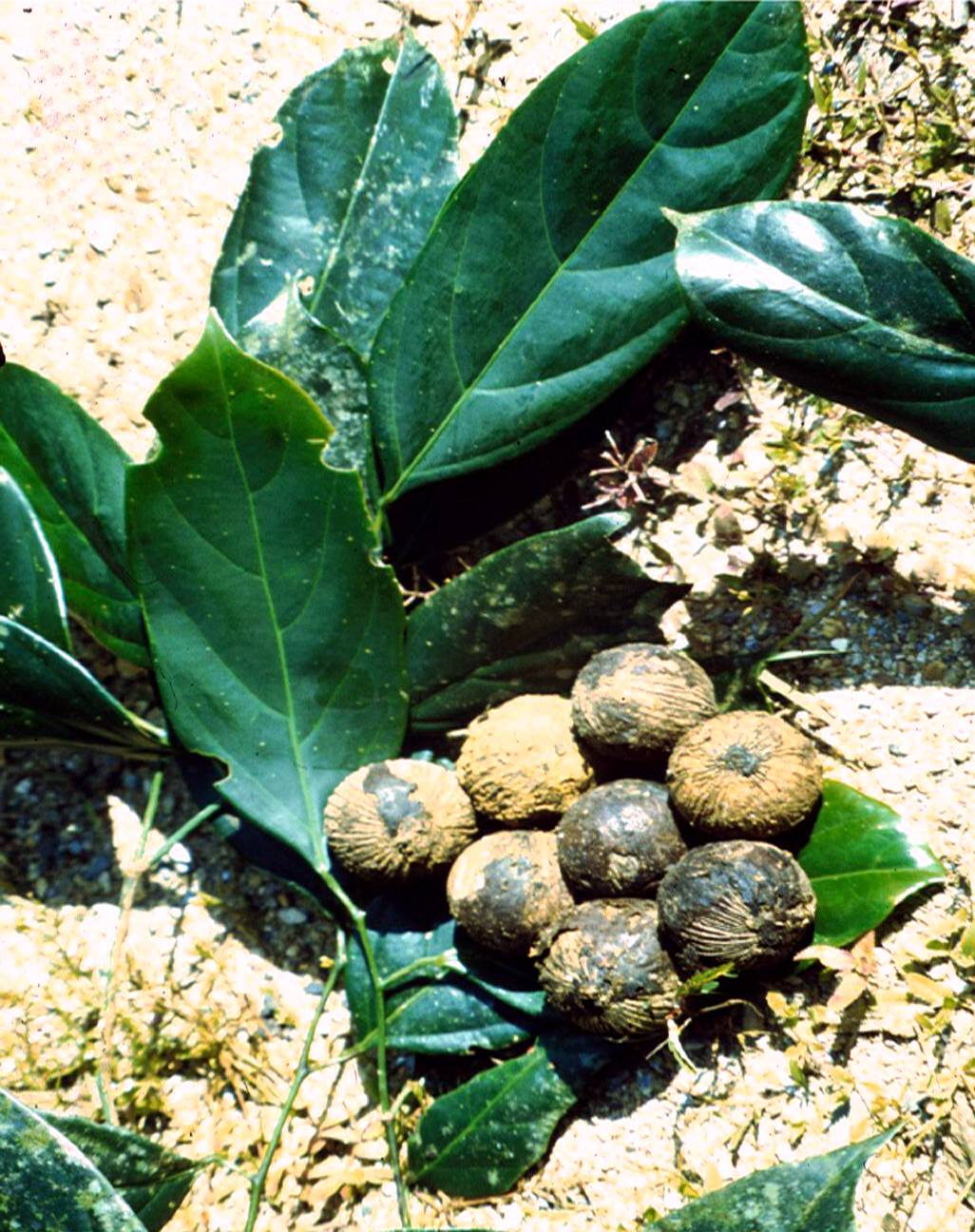 藤黄水果,藤黄科的水果有哪些