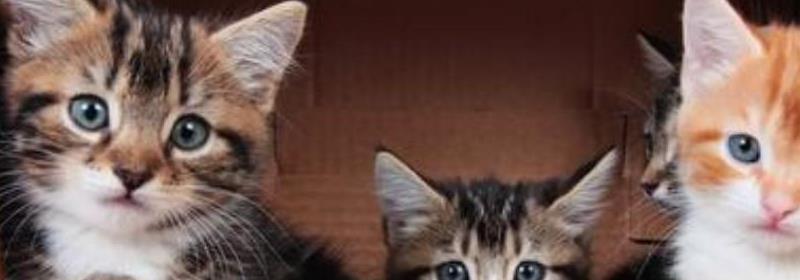 猫一直跟着你朝你叫是什么意思,猫一直叫很吵怎么让它安静下来