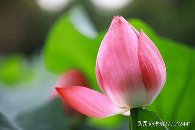 荷花之美在于淡雅,禅意美到极致的荷花