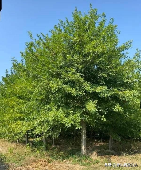 江苏高杆行道树常用树种,城市行道树树种单一