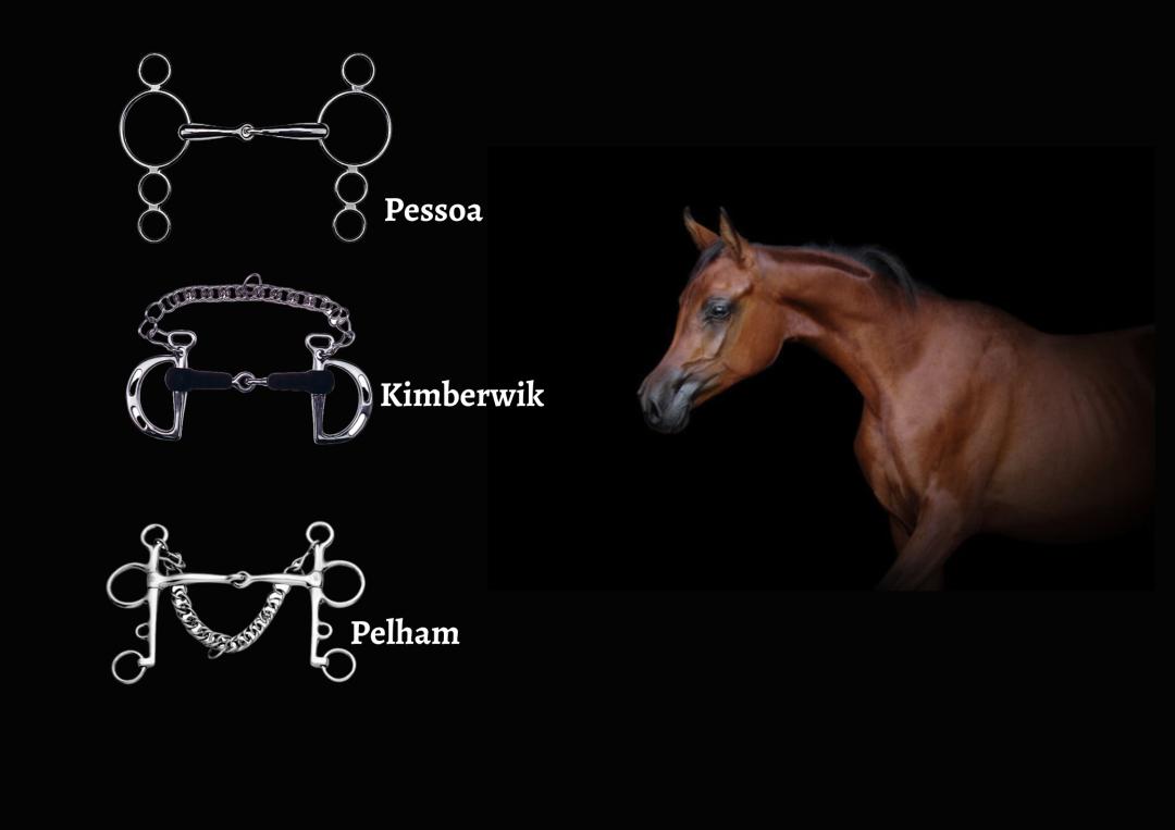 耐力赛骑手和马匹的装备，该如何选择？