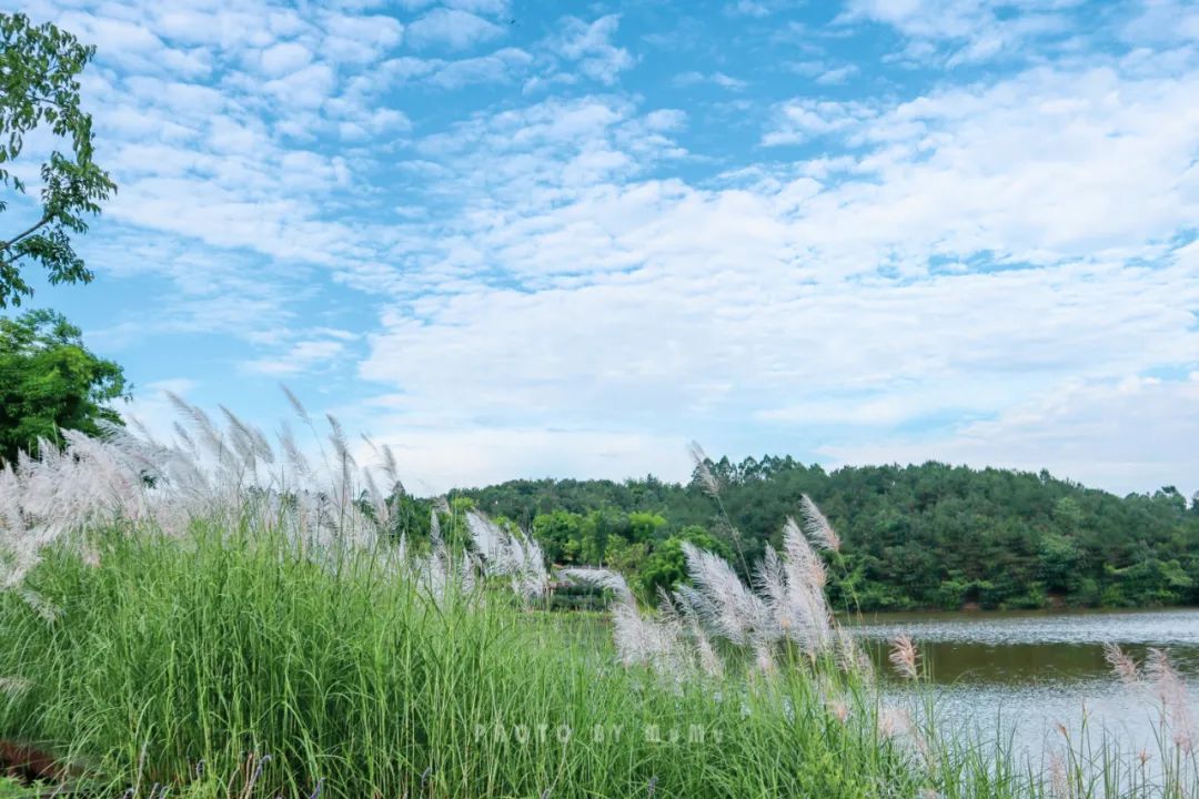 成都有哪些公园值得一去,成都必去的公园排行榜最新名单