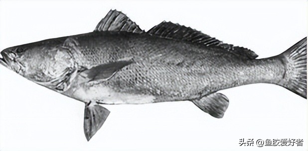 鱼胶是哪种鱼比较好,一分钟科普完鱼胶品种