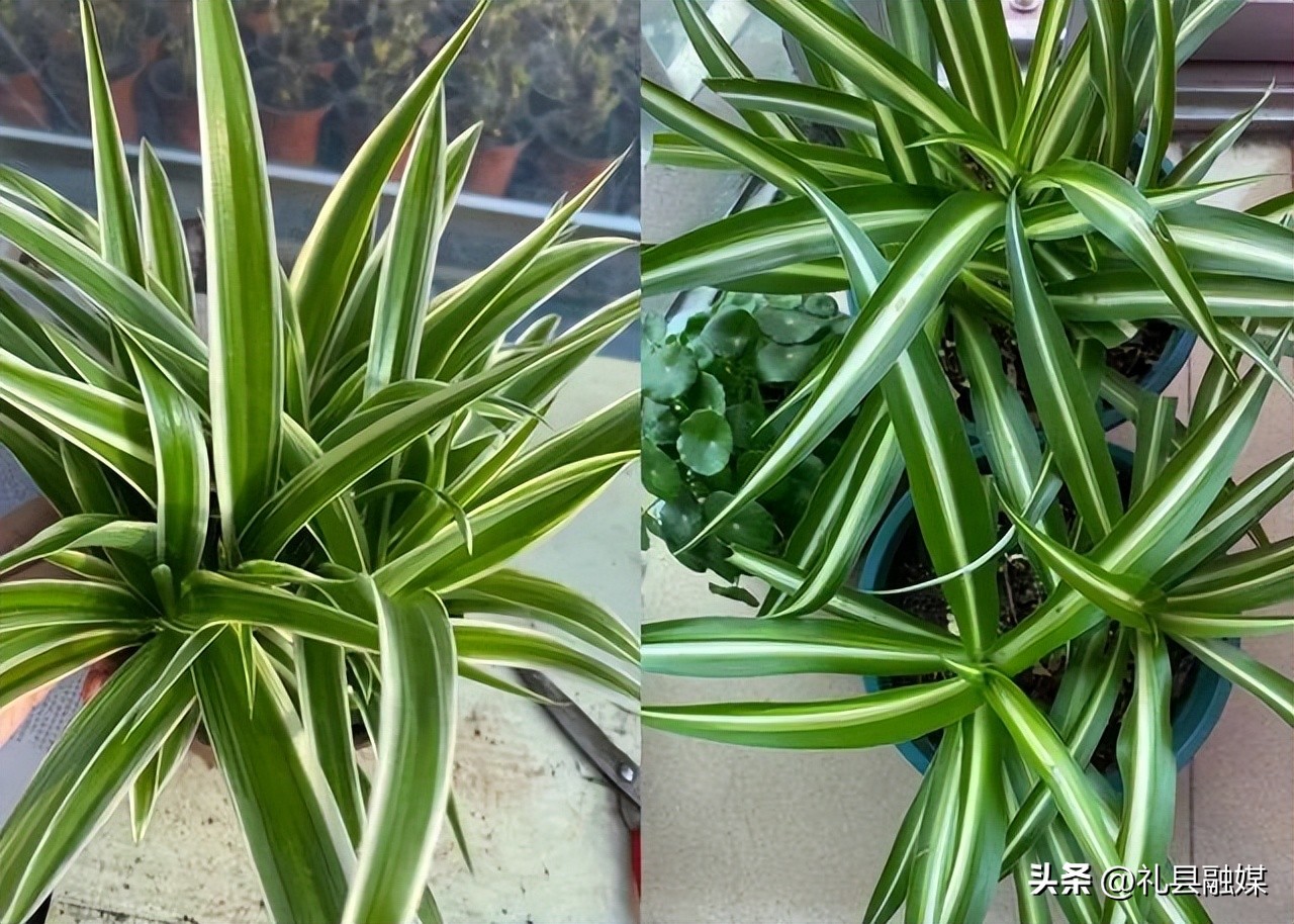 吊兰的品种与名称图片欣赏及介绍,吊兰有几种品种图片及名称介绍