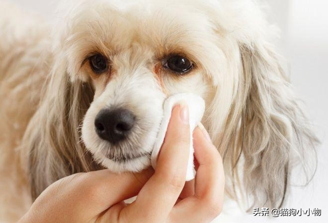 比熊狗狗去泪痕狗粮推荐,狗狗泪痕严重喂什么狗粮