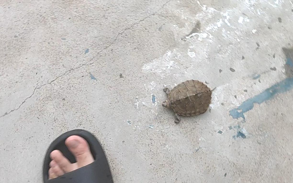 刚到家的地图龟怎么养,地图龟新手怎么养