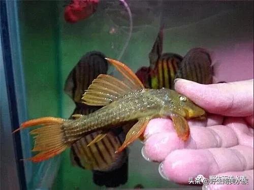 每天认识一种热带鱼,每天认识一种南美鱼