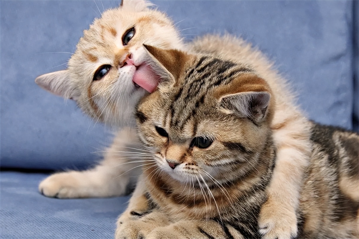 普安特驱虫药猫咪用了怎么样,普安特驱虫药猫咪吃了呕吐