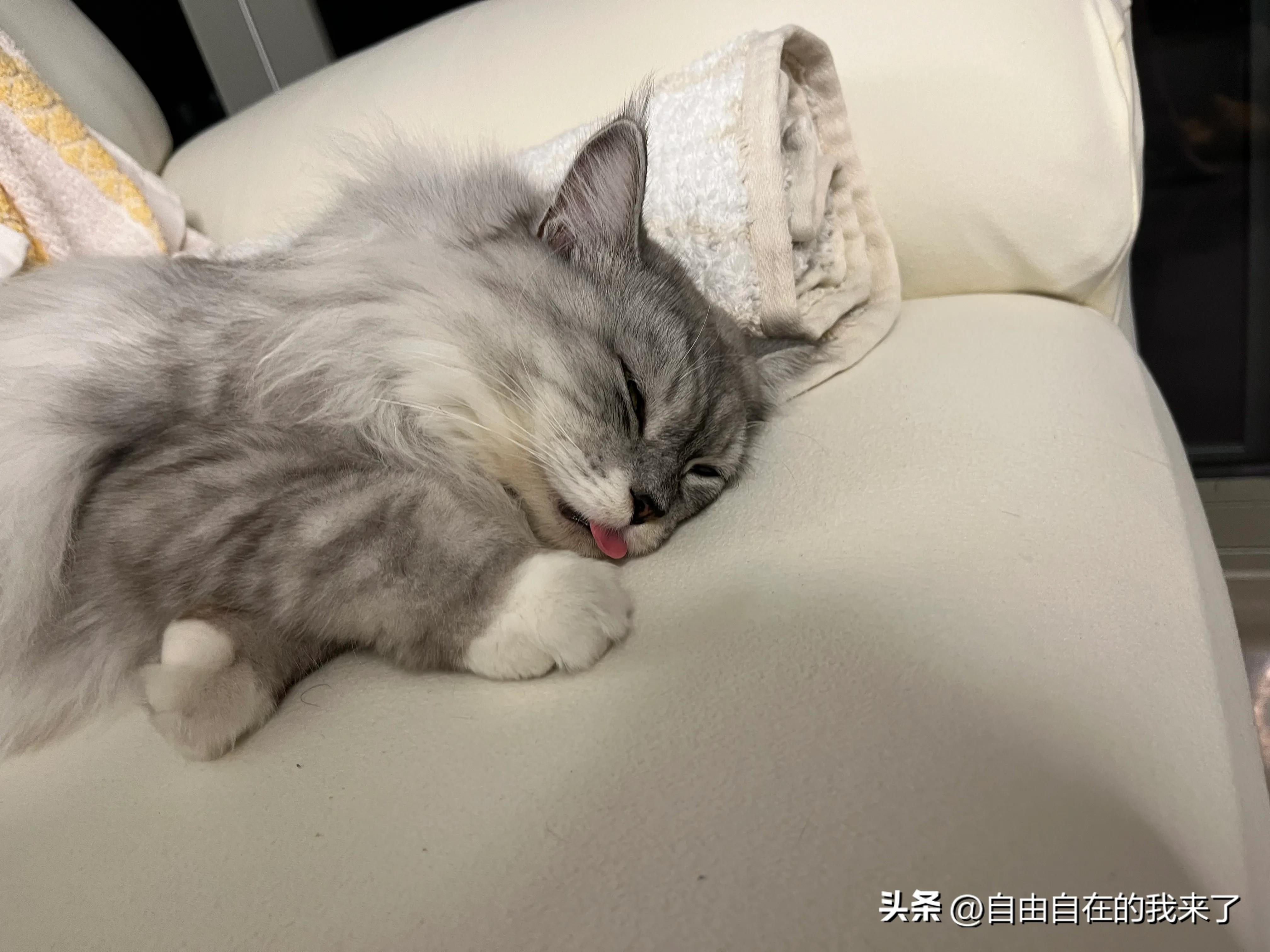 猫咪感冒发烧保险能不能用,猫咪感冒主人花了五六千没治好