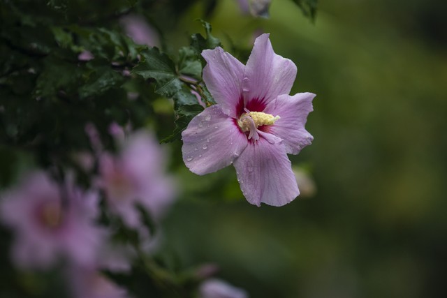 适合懒人在家养的5种花,适合新手养的3种花超级好养
