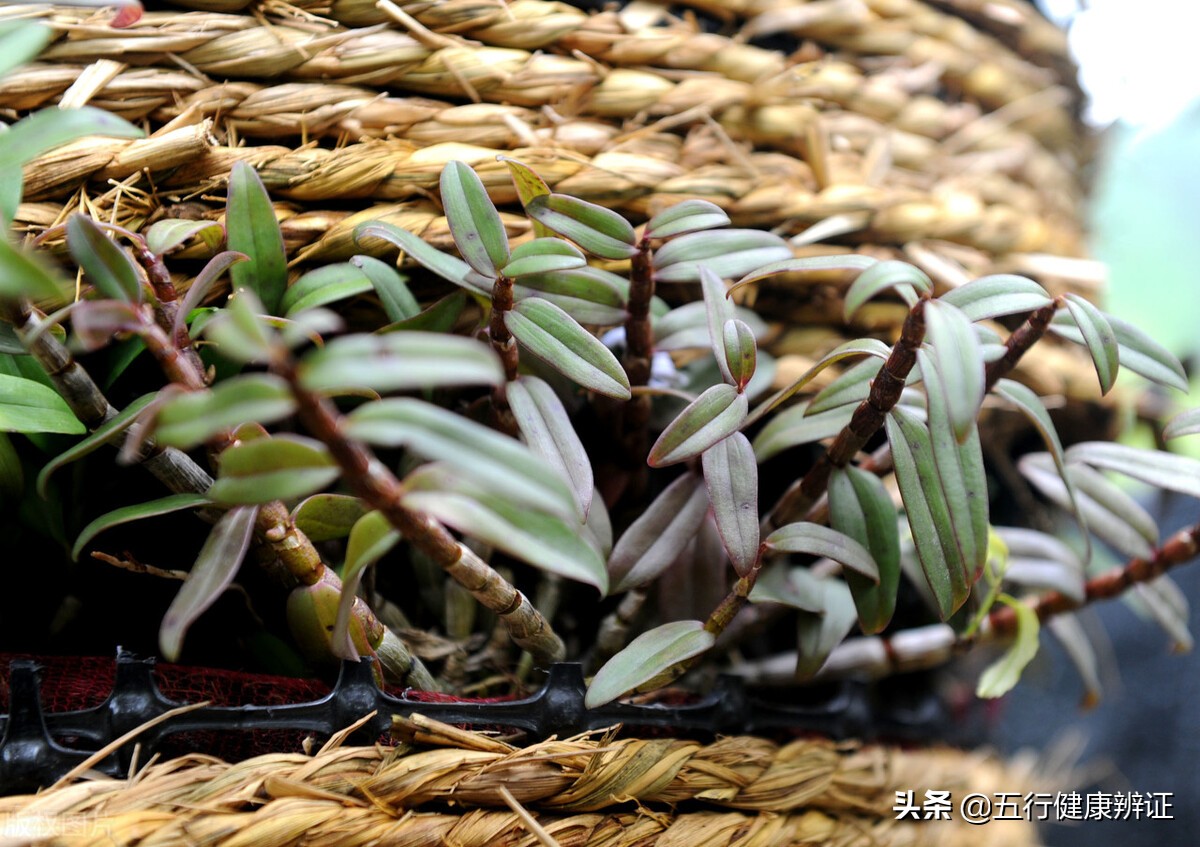 萎缩性慢性胃炎上腹辣疼,萎缩性胃炎胃灼热后背灼热