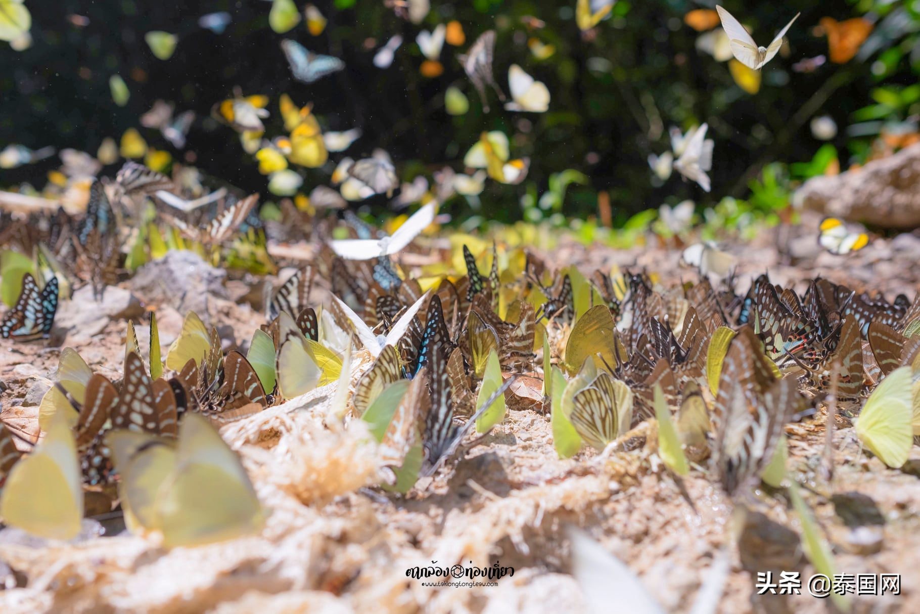 泰国岗卡章国家公园,泰国岗卡章图片